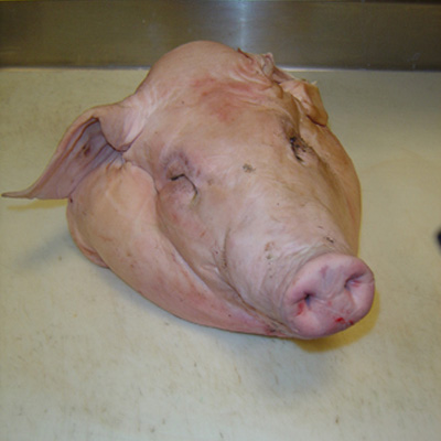 Pig's Head